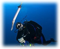 Diver & Trumpetfish